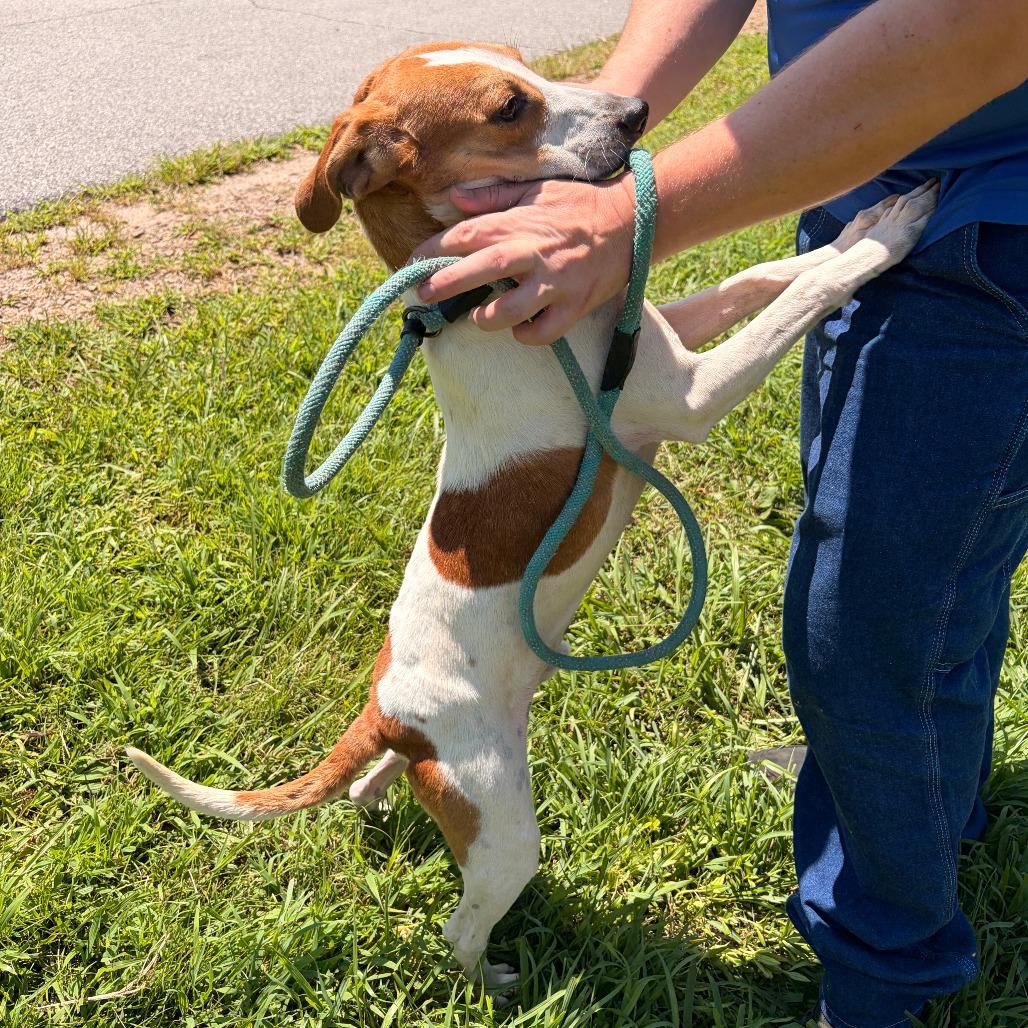 Buck, a Adoptable mixed breed in Franklin, NC image 5/6