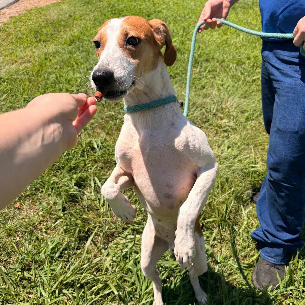 Buck, a Adoptable mixed breed in Franklin, NC image 6/6