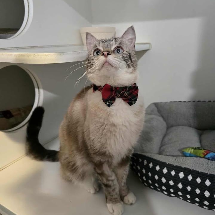 Enlarge Audi, a ADOPTABLE Domestic Short Hair in Winthrop, ME image 1/1