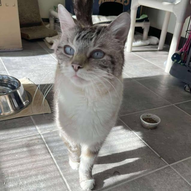 Audi, ADOPTABLE, Senior Male Domestic Short Hair.