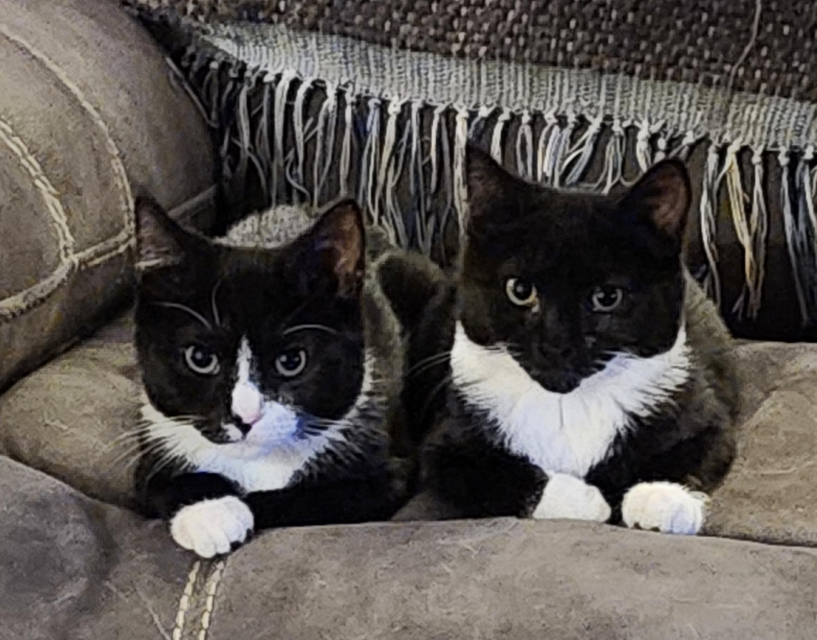 'CHECKERS' & 'PUZZLES', ADOPTABLE, Kitten Female Tuxedo.