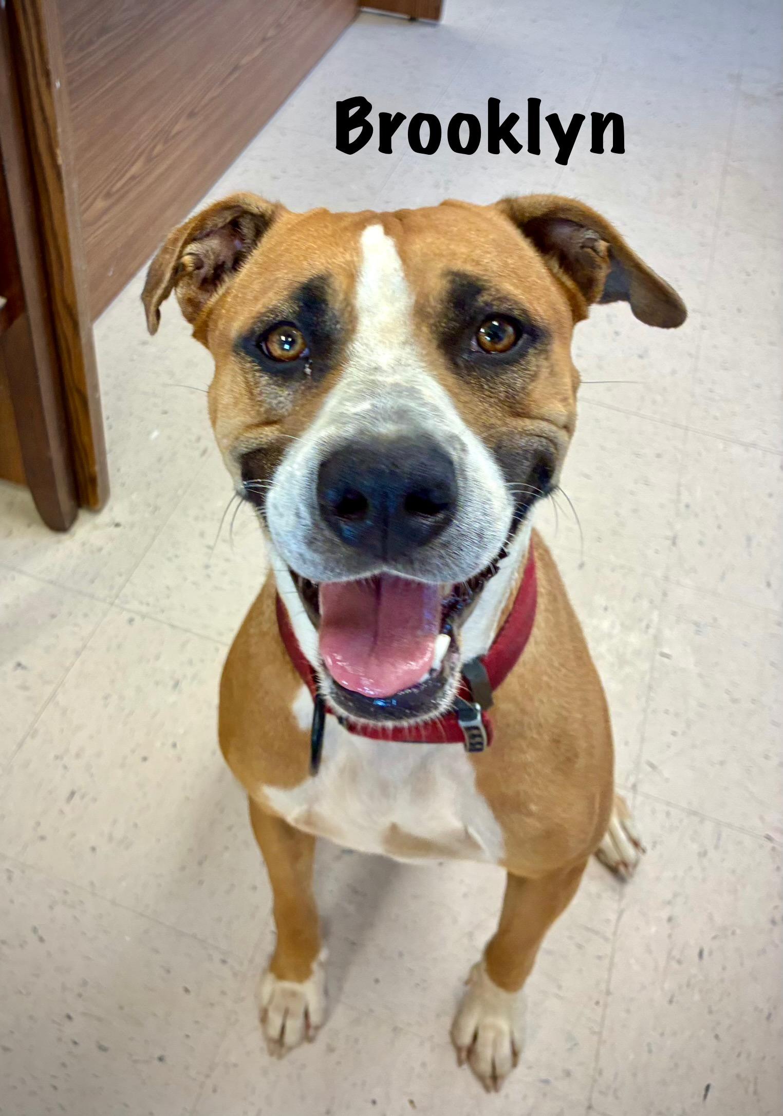 Brooklyn, a Adoptable mixed breed in Senatobia, MS image 1/3