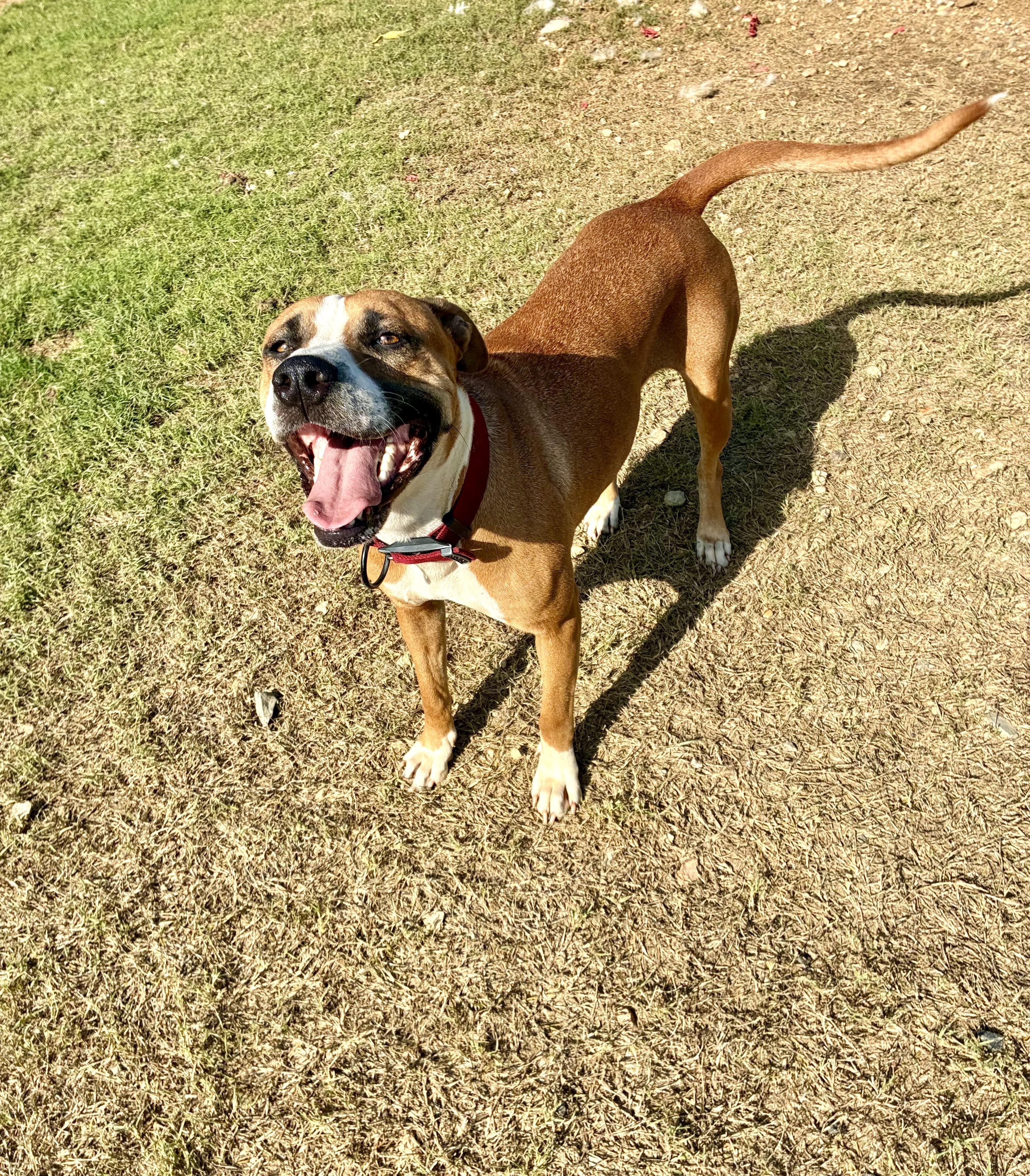 Brooklyn, a Adoptable mixed breed in Senatobia, MS image 2/3