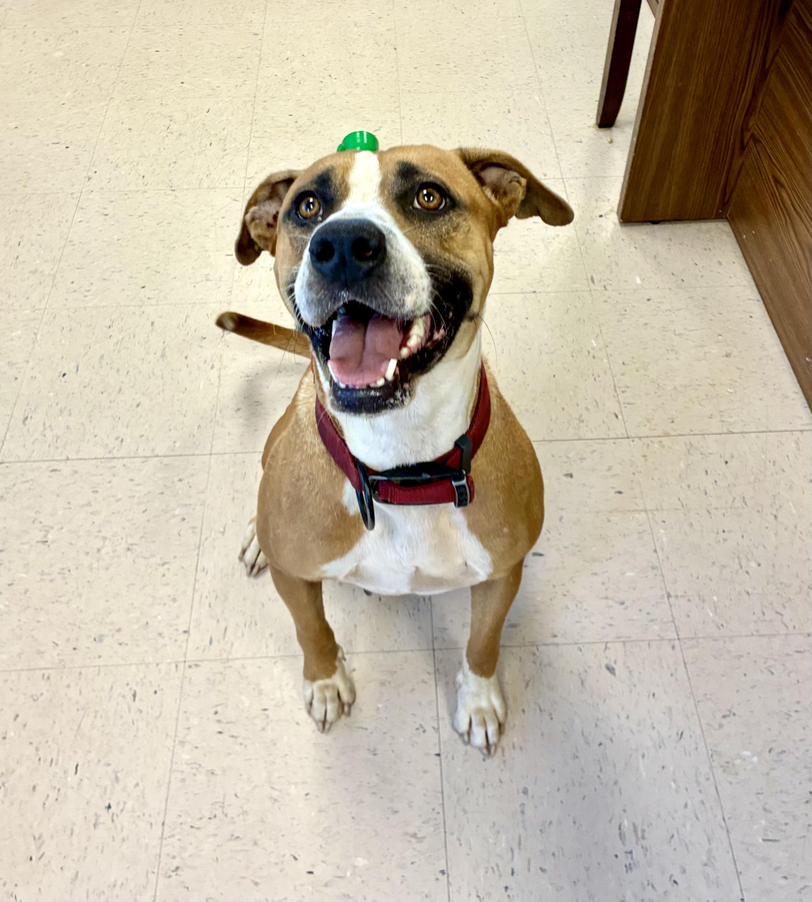Brooklyn, a Adoptable mixed breed in Senatobia, MS image 3/3