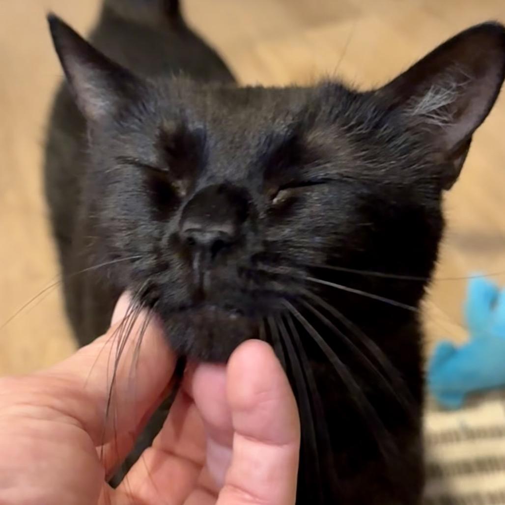 Enlarge Windy, a Adoptable Domestic Short Hair in Silver Spring, MD image 1/2