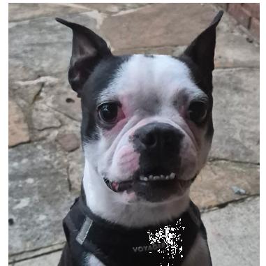 Enlarge Arlo, a Adoptable Boston Terrier in Decatur, AL image 1/3