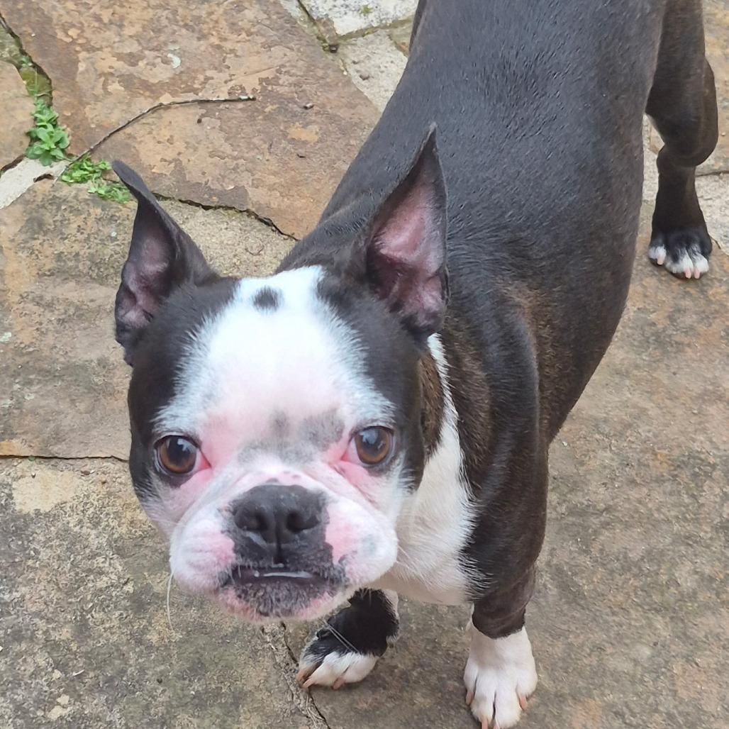 Enlarge Arlo, a Adoptable Boston Terrier in Decatur, AL image 2/3