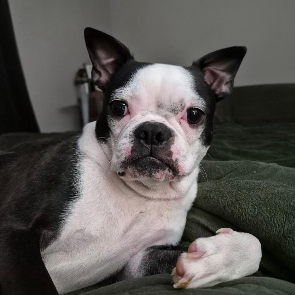 Enlarge Arlo, a Adoptable Boston Terrier in Decatur, AL image 3/3