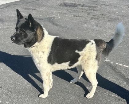 Mr. Krabs thumbnail 3