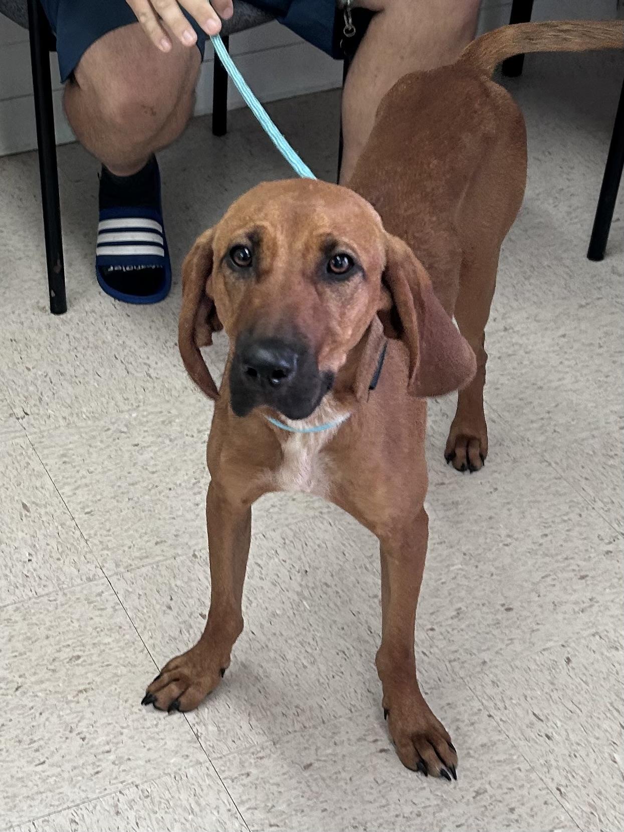 Coop, ADOPTABLE, Young Male Bloodhound.