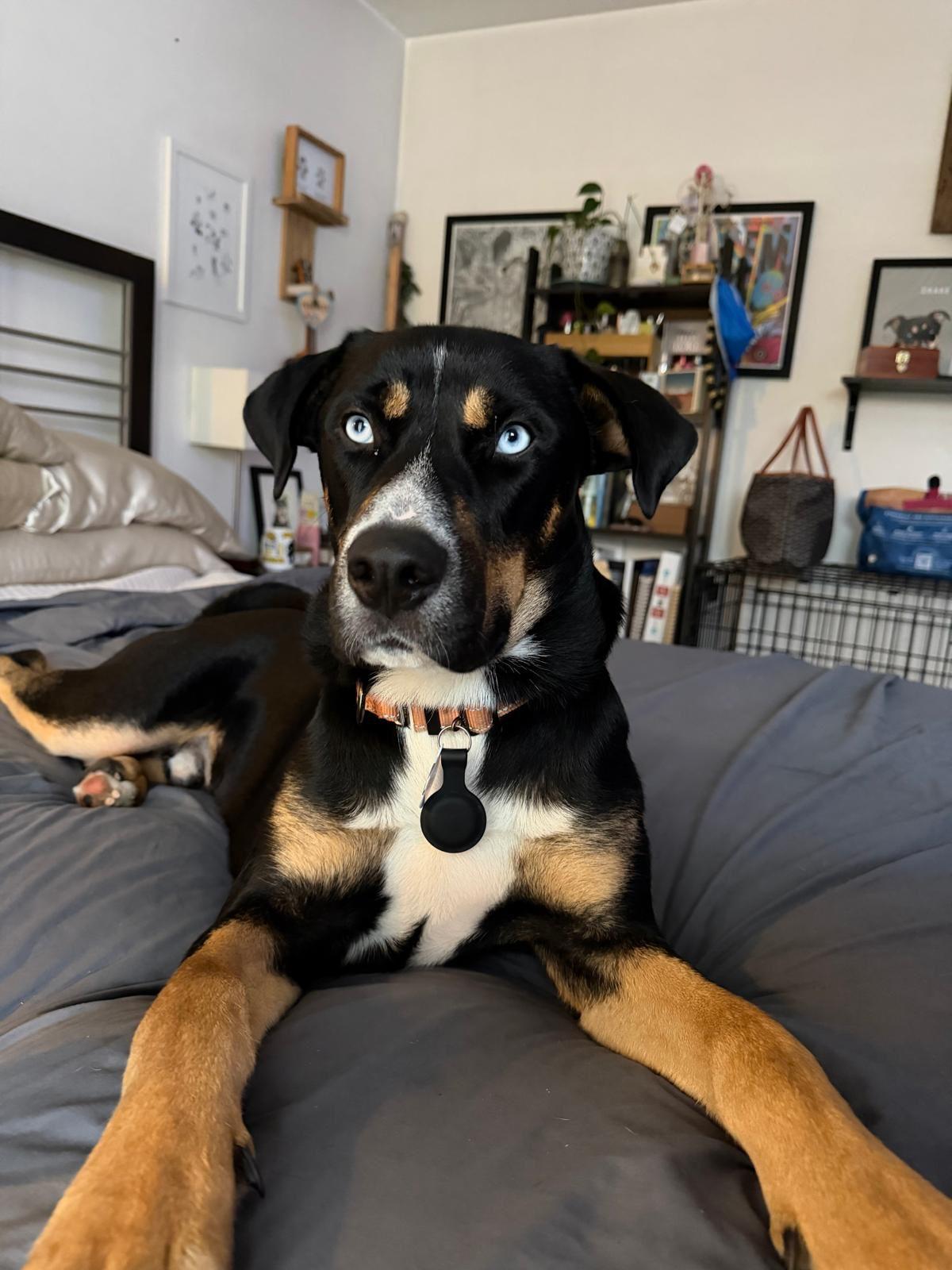 Enlarge Pongo, a Adopted mixed breed in Los Angeles, CA image 1/6