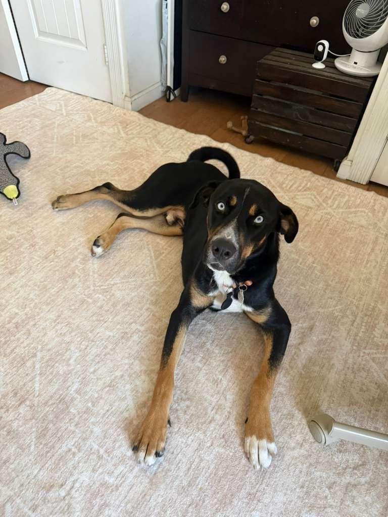 Enlarge Pongo, a Adopted mixed breed in Los Angeles, CA image 6/6