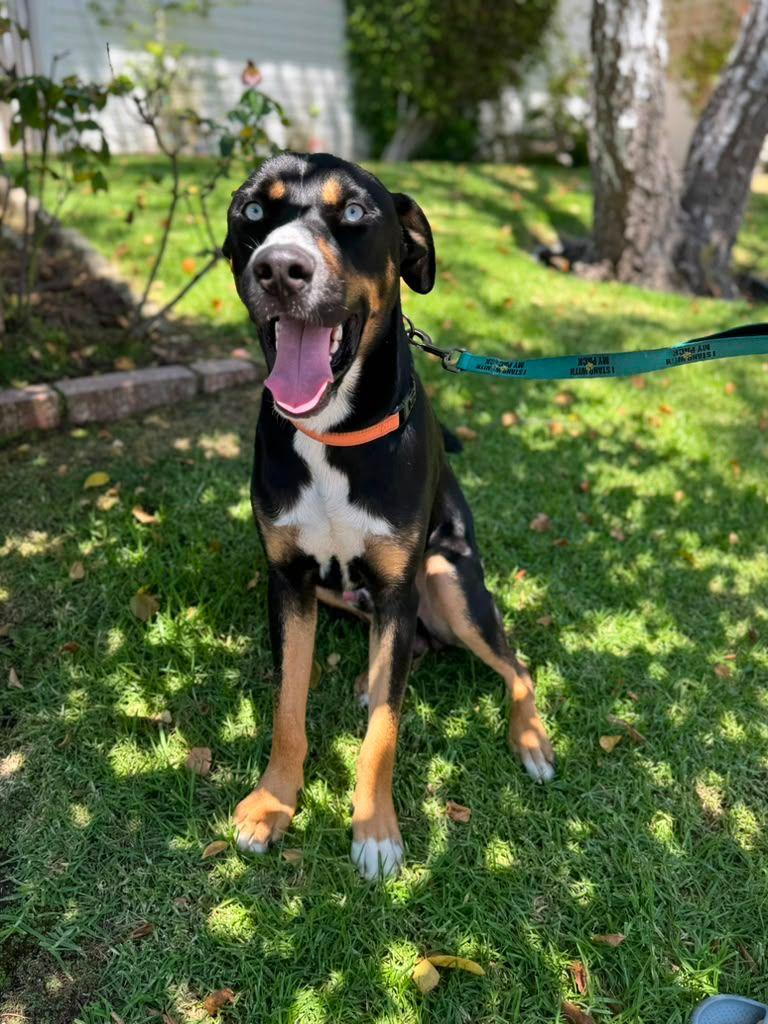 Enlarge Pongo, a Adopted mixed breed in Los Angeles, CA image 3/6