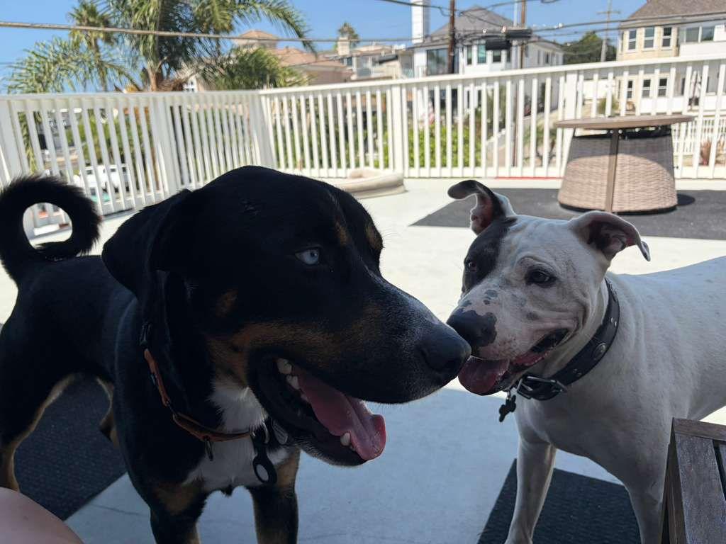 Enlarge Pongo, a Adopted mixed breed in Los Angeles, CA image 2/6