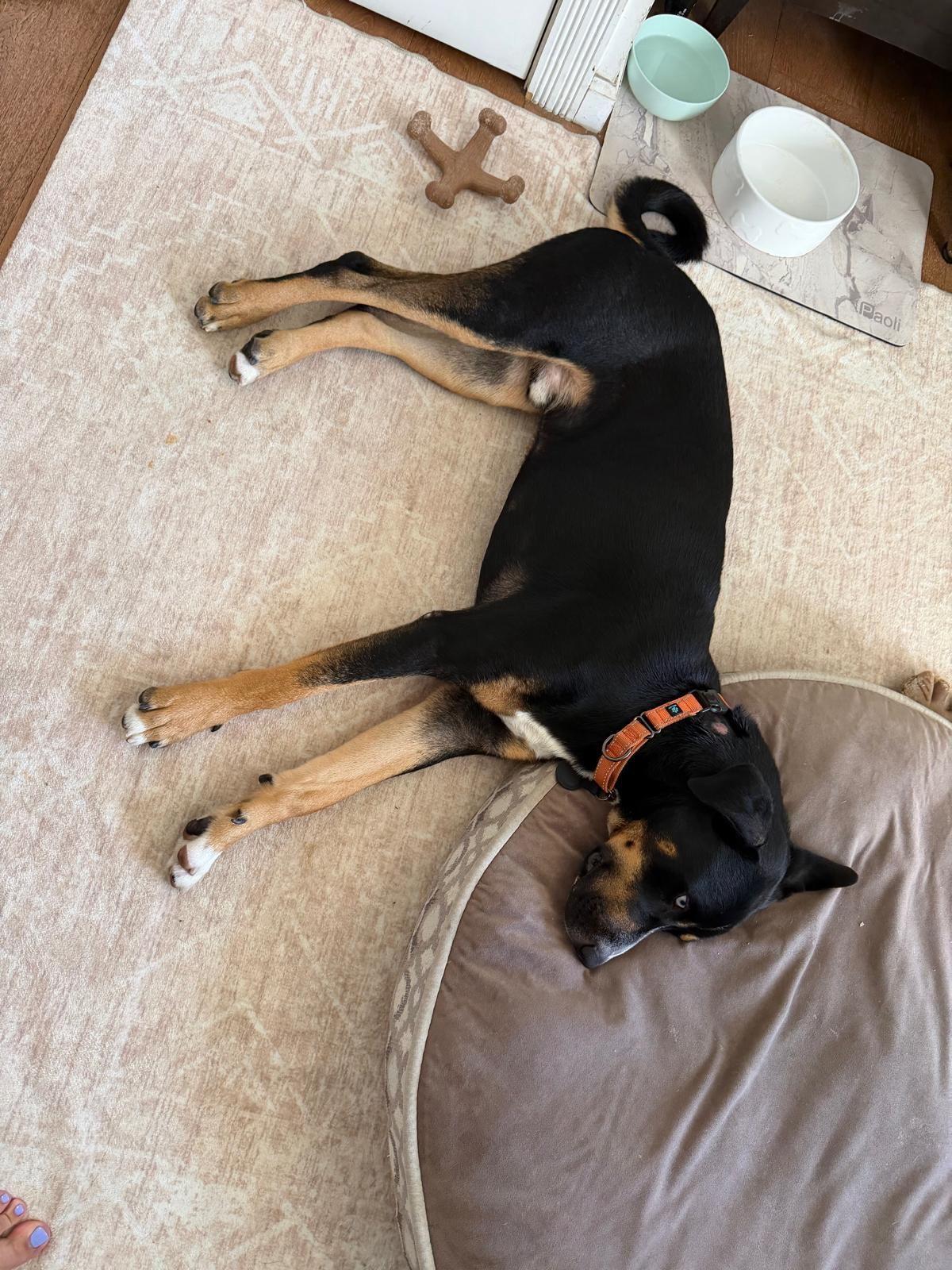 Enlarge Pongo, a Adopted mixed breed in Los Angeles, CA image 5/6