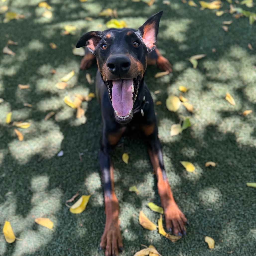 Enlarge Duke, a Adoptable Doberman Pinscher in Buellton, CA image 2/6