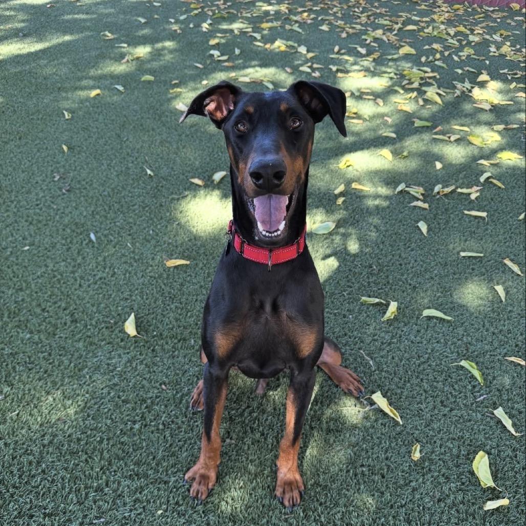 Enlarge Duke, a Adoptable Doberman Pinscher in Buellton, CA image 4/6