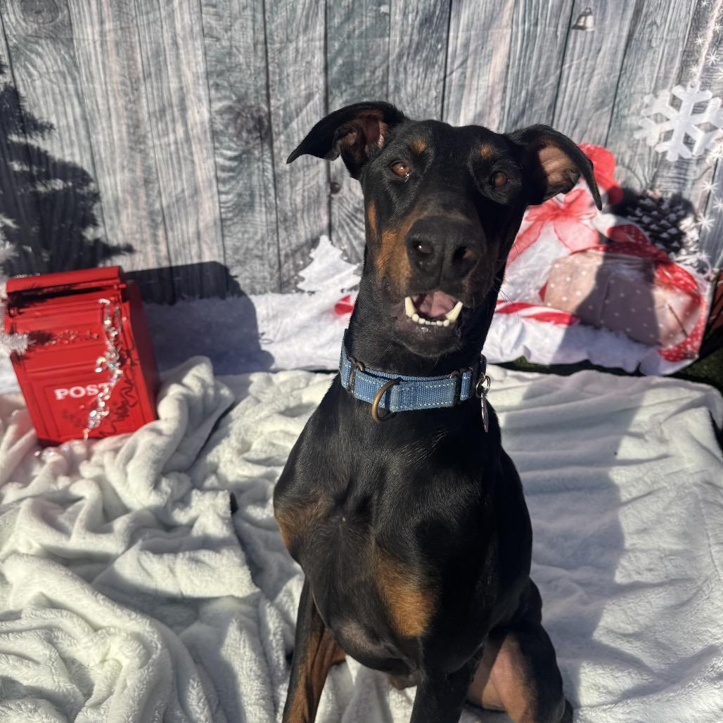 Enlarge Duke, a Adoptable Doberman Pinscher in Buellton, CA image 5/6