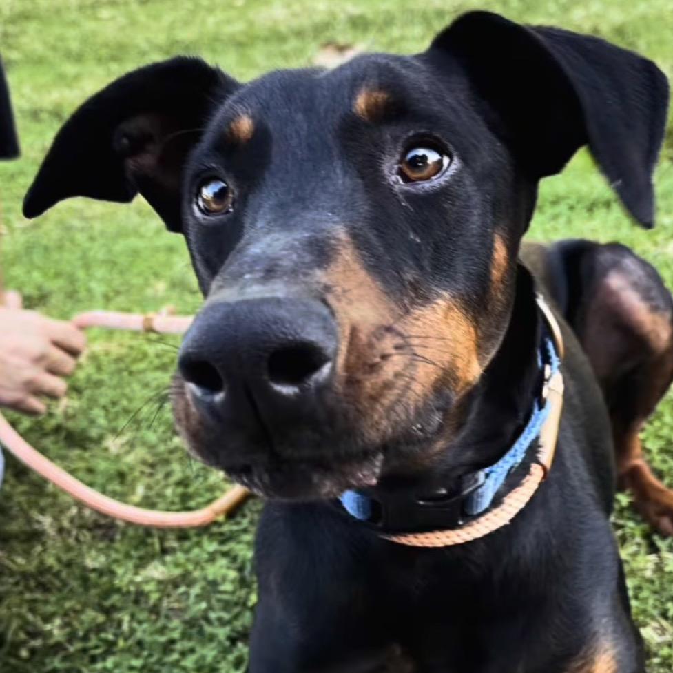 Enlarge Duke, a Adoptable Doberman Pinscher in Buellton, CA image 6/6