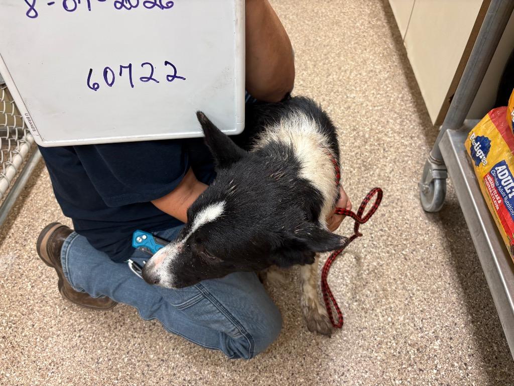Leo, Adoptable, Adult Male Border Collie.