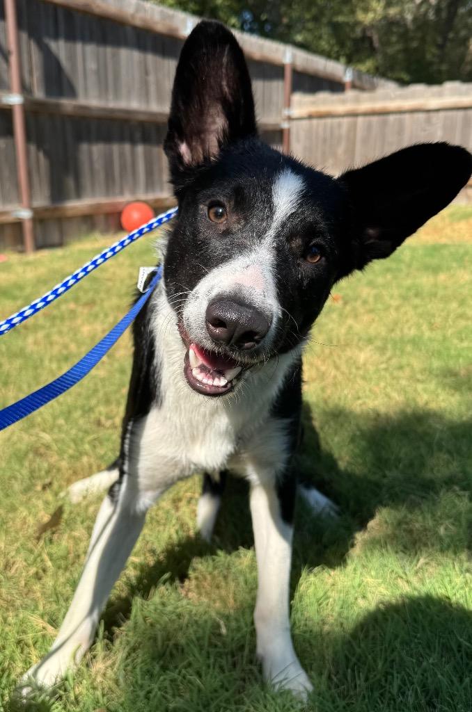 Enlarge Leo, a Adoptable Border Collie in Great Bend, KS image 2/2