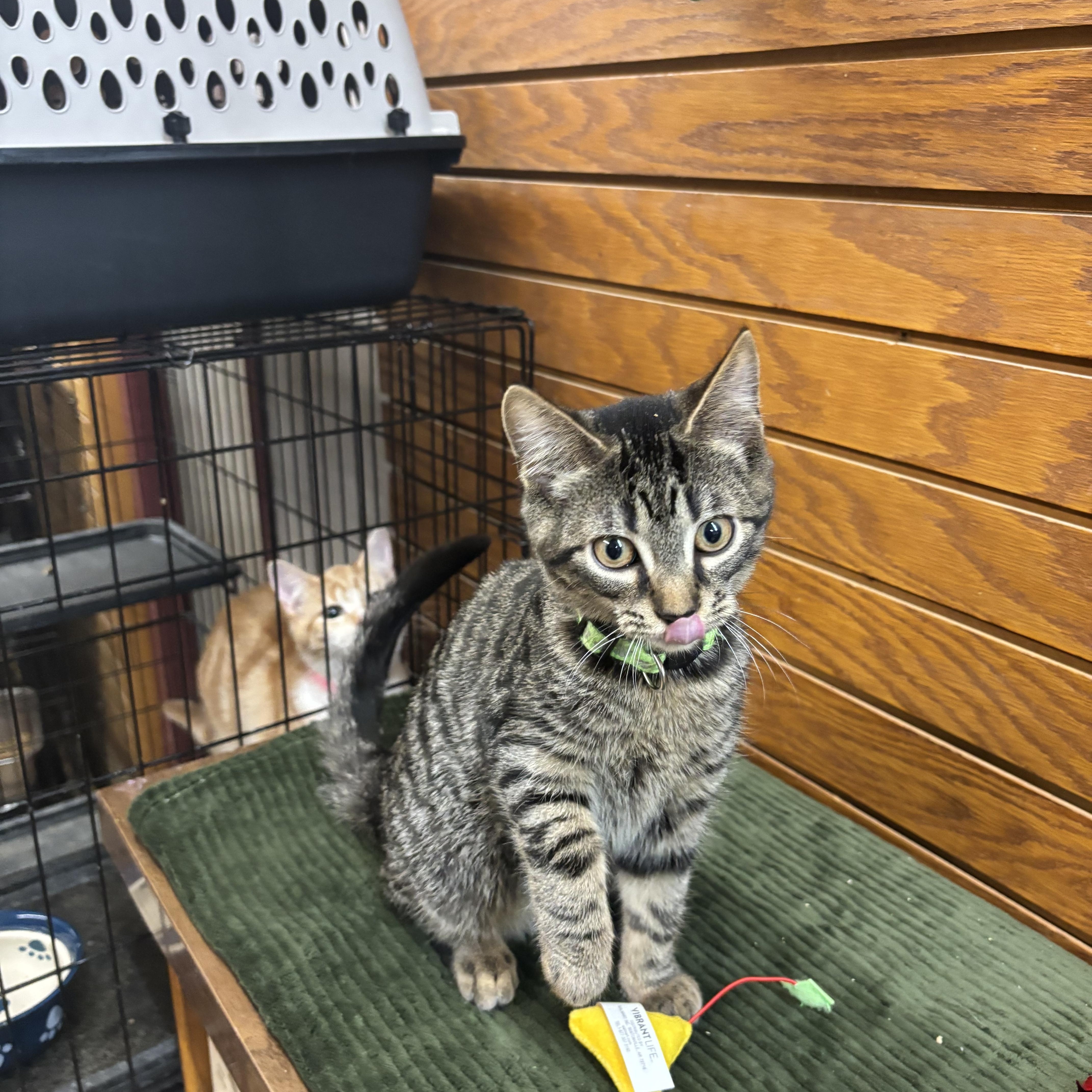 Enlarge Alfalfa , a Adoptable mixed breed in Coldwater, MI image 2/5