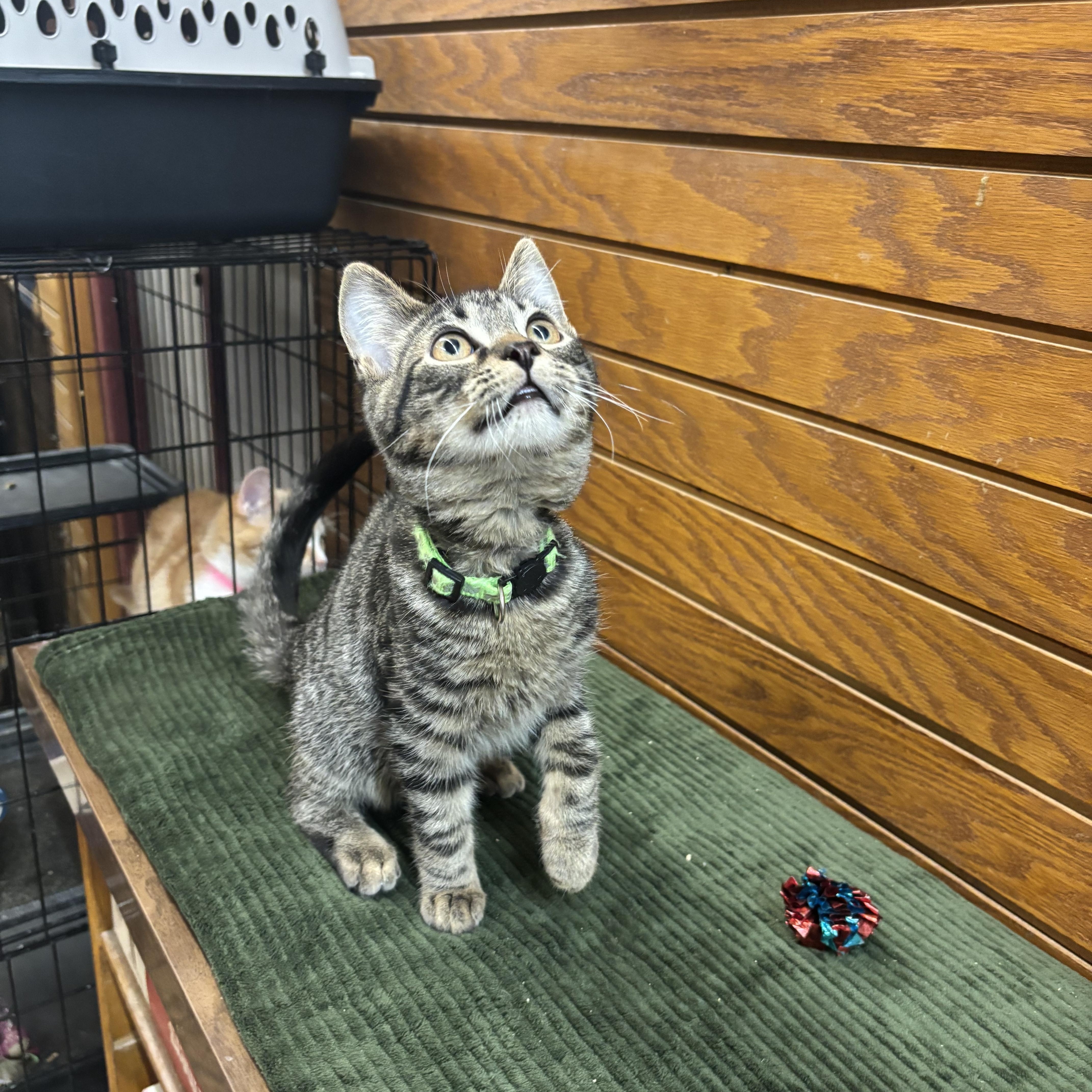 Enlarge Alfalfa , a Adoptable mixed breed in Coldwater, MI image 3/5