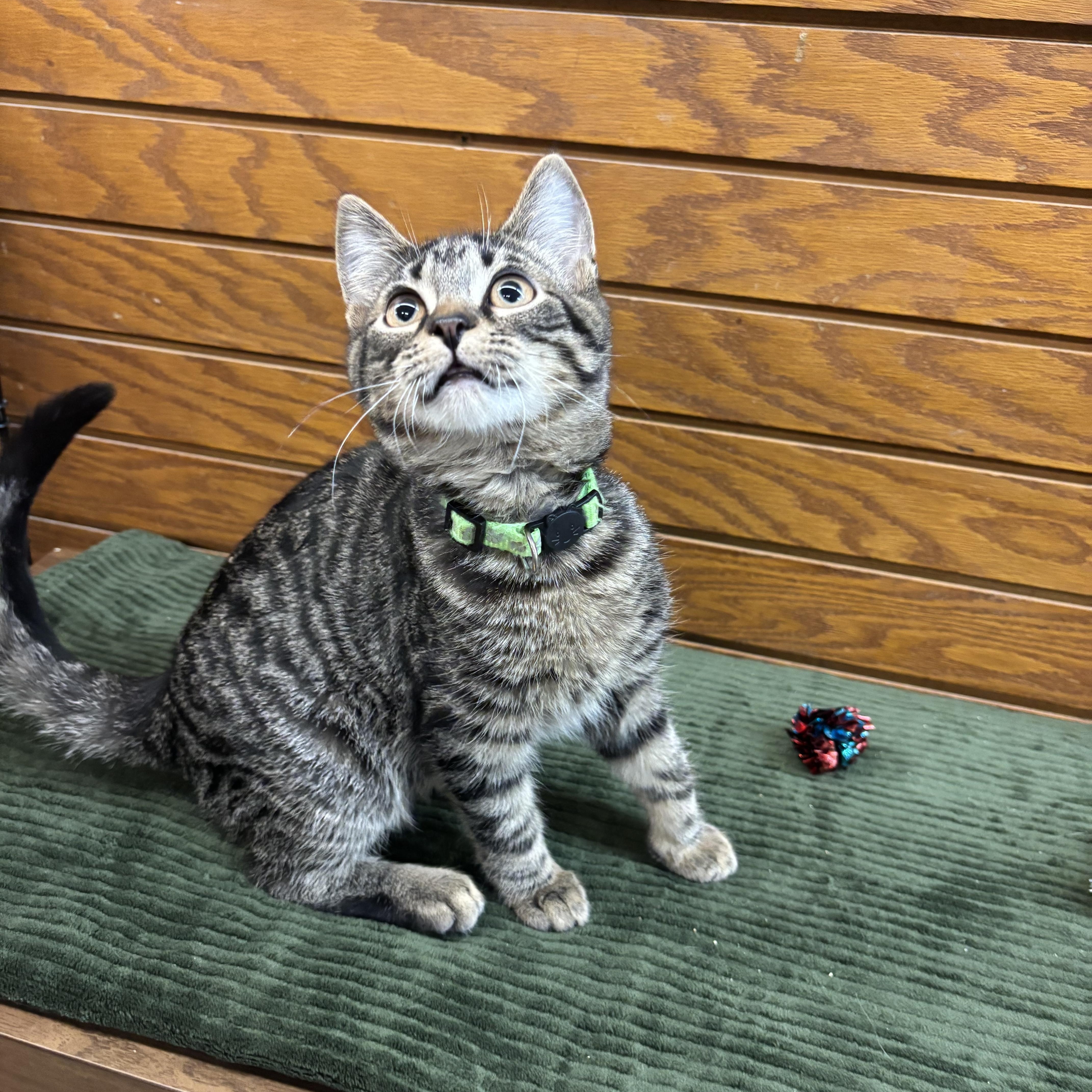 Alfalfa , Adoptable, Kitten Male Domestic Short Hair.