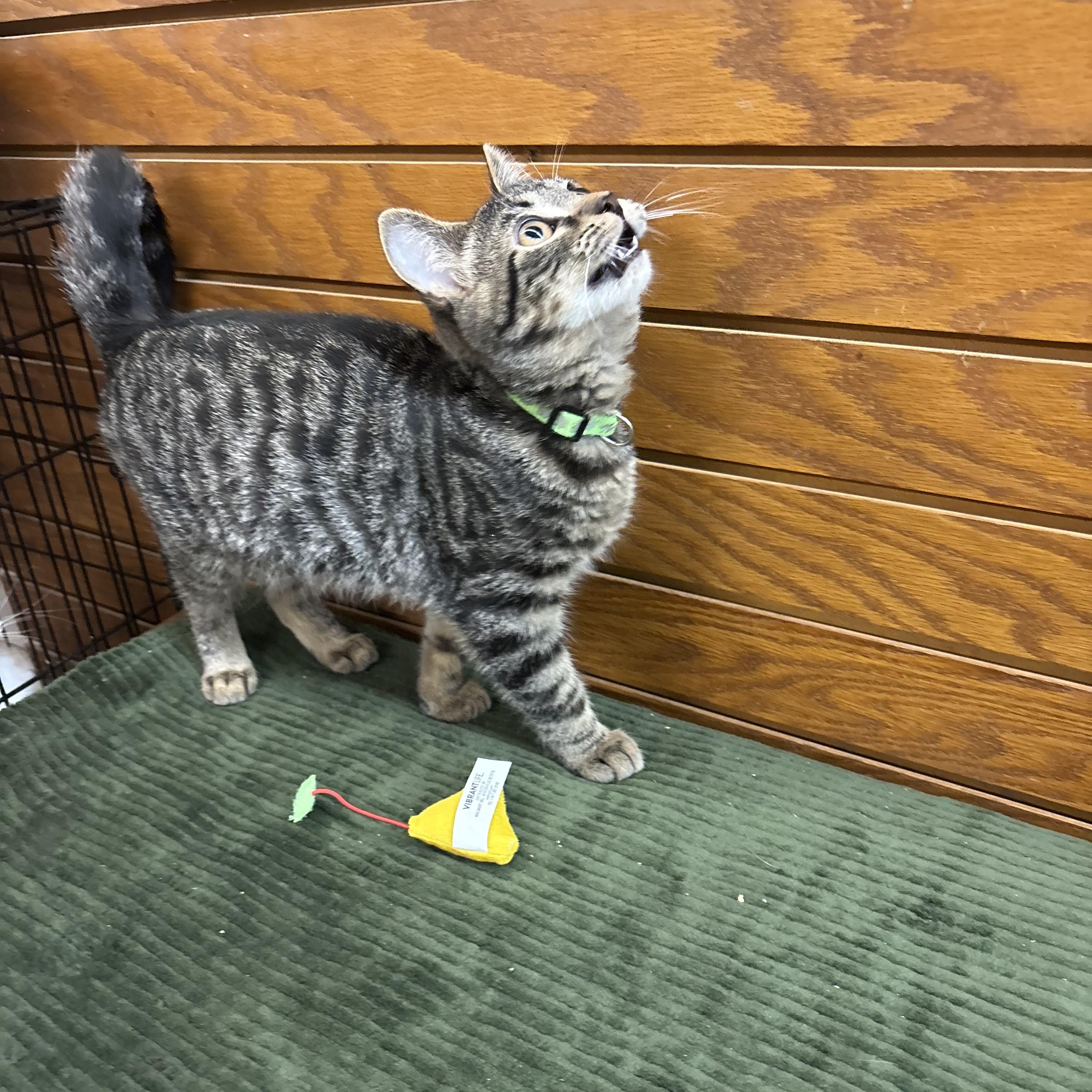 Enlarge Alfalfa , a Adoptable mixed breed in Coldwater, MI image 4/5