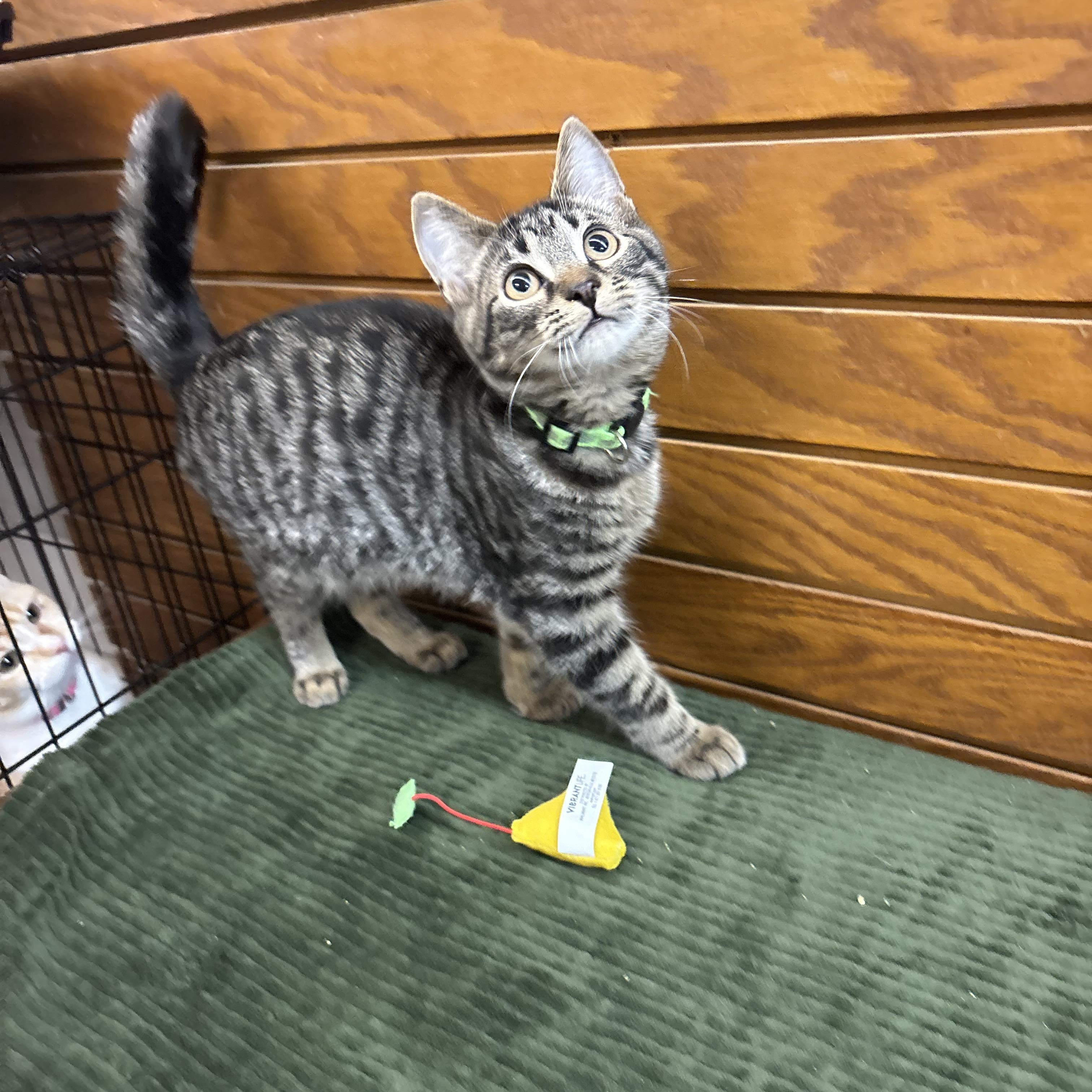 Enlarge Alfalfa , a Adoptable mixed breed in Coldwater, MI image 5/5