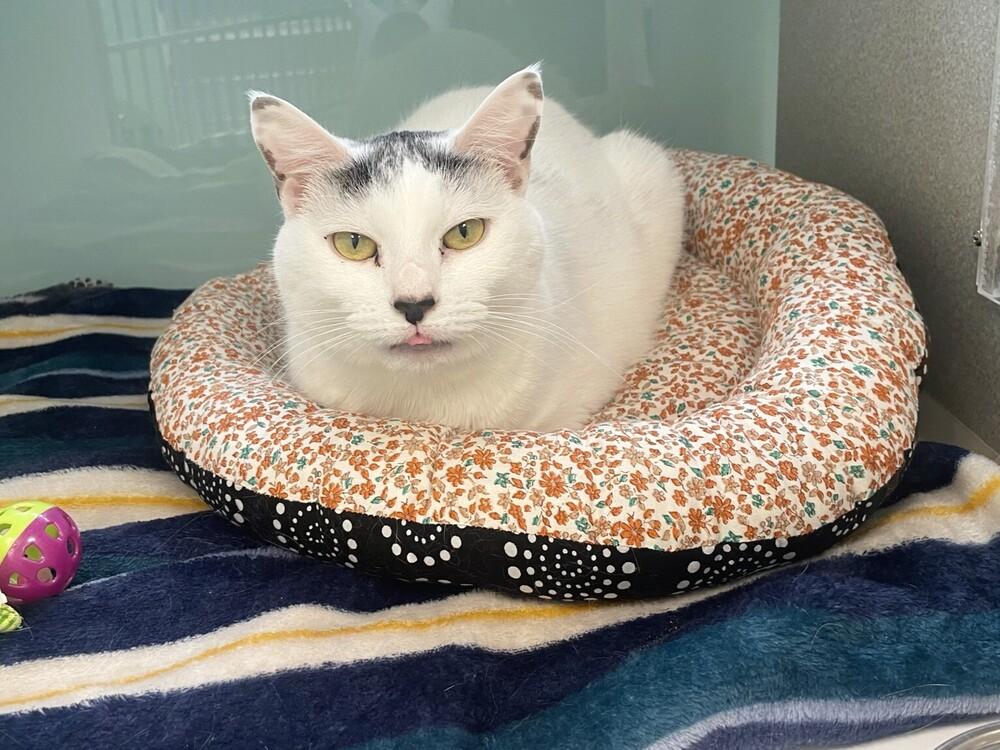 Eleanor, Adoptable, Adult Female Domestic Short Hair.