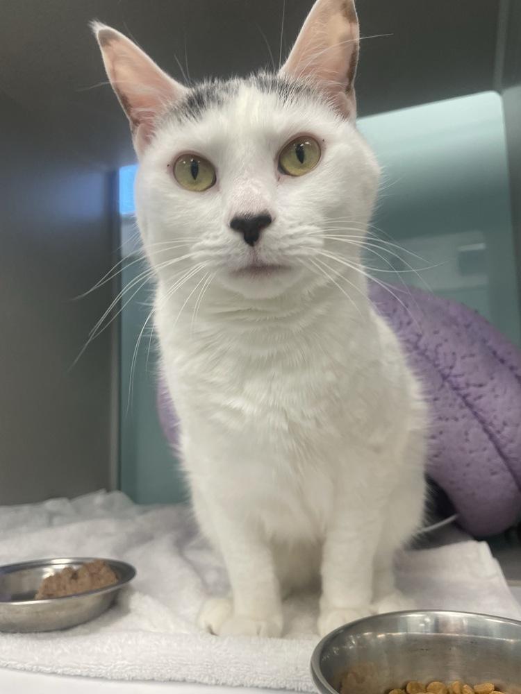 Enlarge Eleanor, a Adoptable Domestic Short Hair in Trenton, ME image 3/3