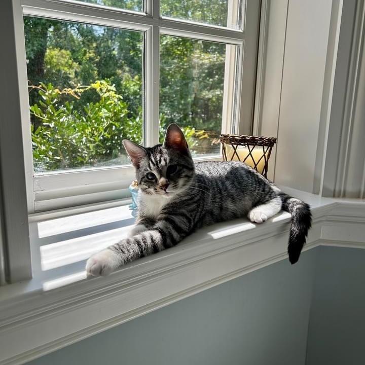 Basil - in foster home