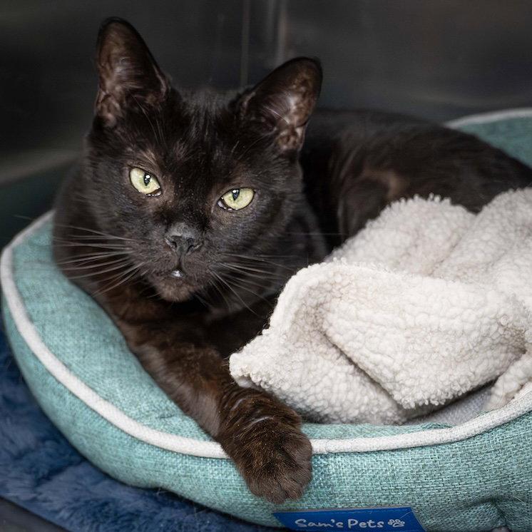 Bibi, Adoptable, Young Female Domestic Medium Hair.