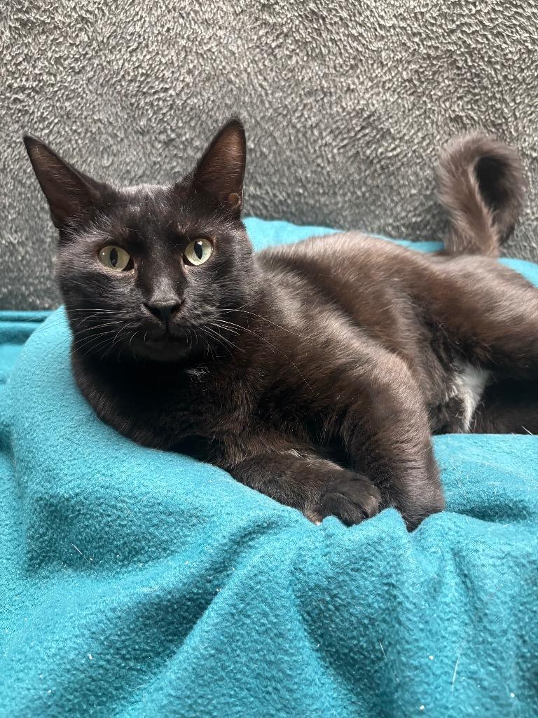 Enlarge Hallow, a Adoptable mixed breed in Wabash, IN image 1/1