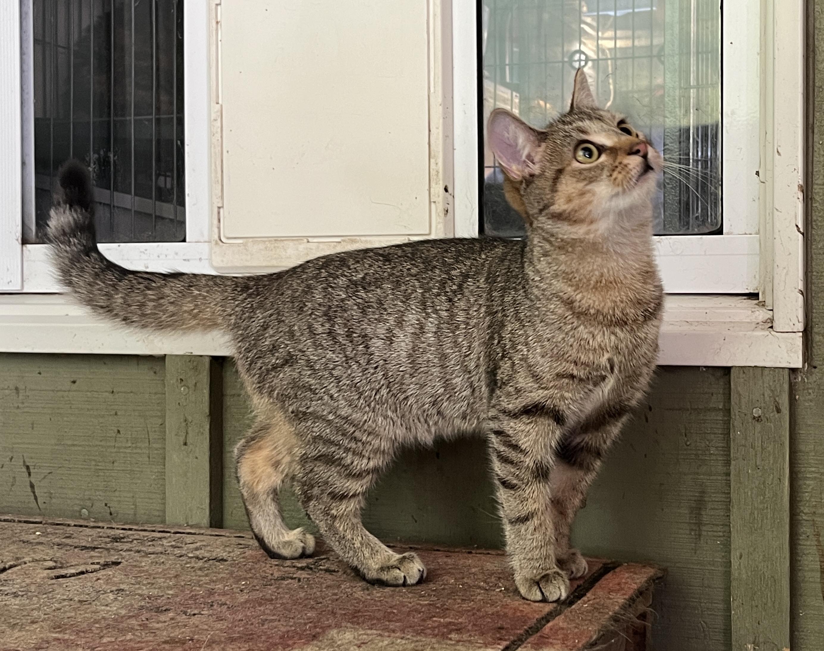 SIERRA, adopted, Kitten Female Domestic Short Hair.
