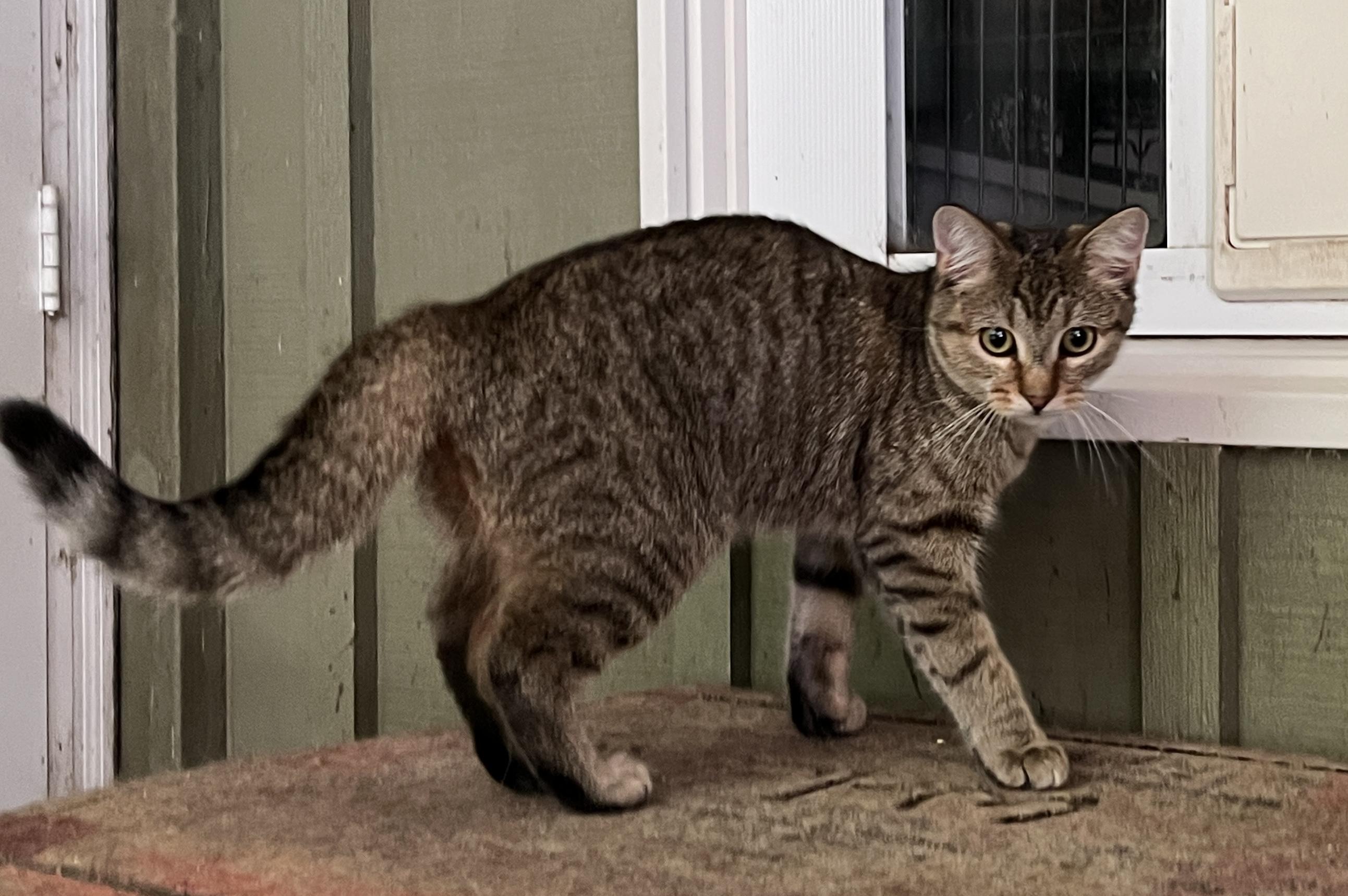 Enlarge SIERRA, an adopted Domestic Short Hair in Spotsylvania, VA image 3/3