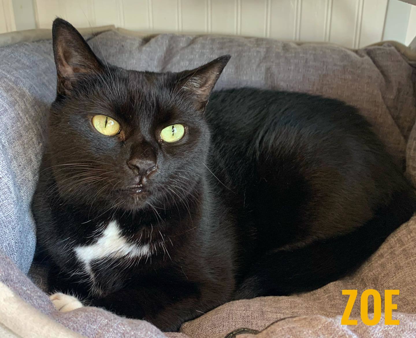 ZOE photo 2