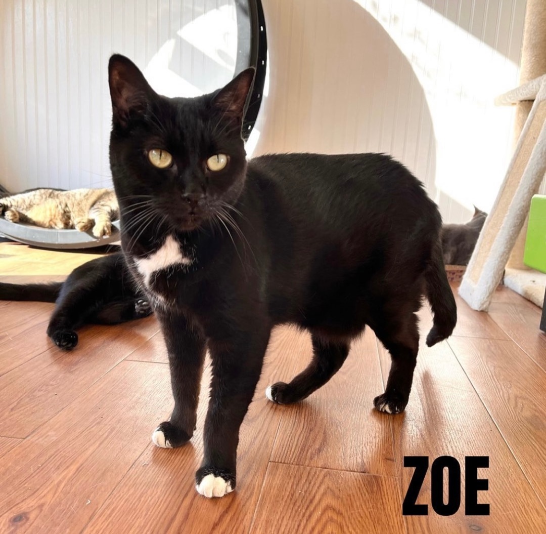 ZOE photo 1