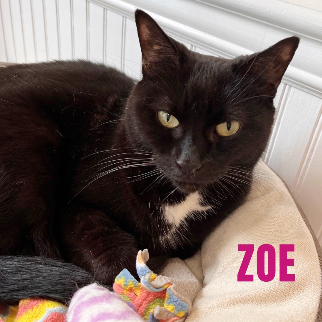 ZOE photo 5
