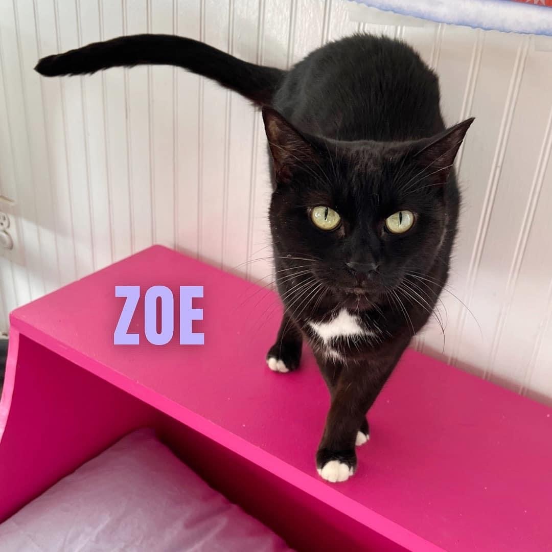 ZOE photo 6