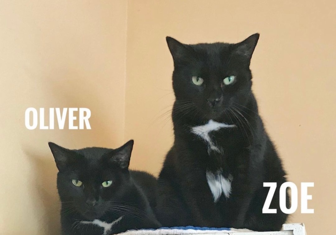 ZOE photo 3