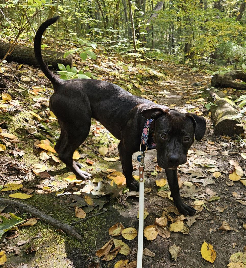 Enlarge Quinta, a Adoptable mixed breed in Medfield, MA image 3/6