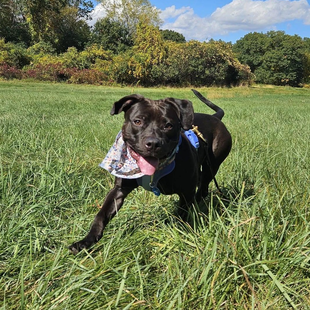 Enlarge Quinta, a Adoptable mixed breed in Medfield, MA image 1/6