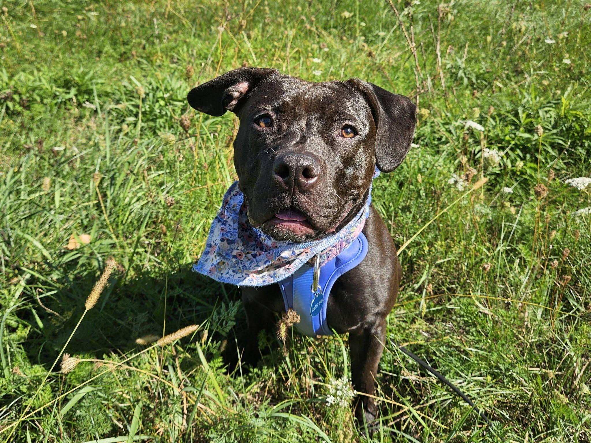Enlarge Quinta, a Adoptable mixed breed in Medfield, MA image 6/6
