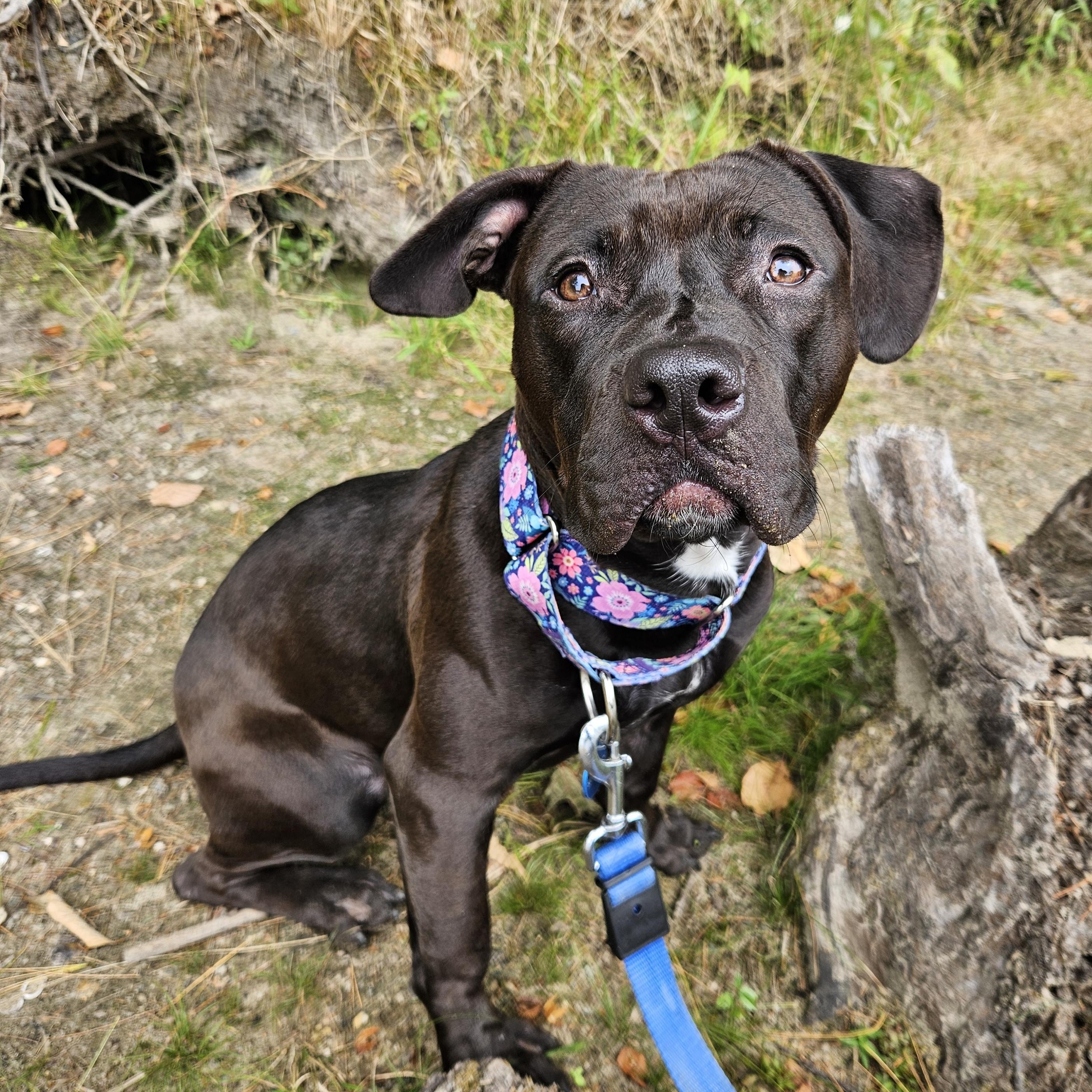 Enlarge Quinta, a Adoptable mixed breed in Medfield, MA image 2/6