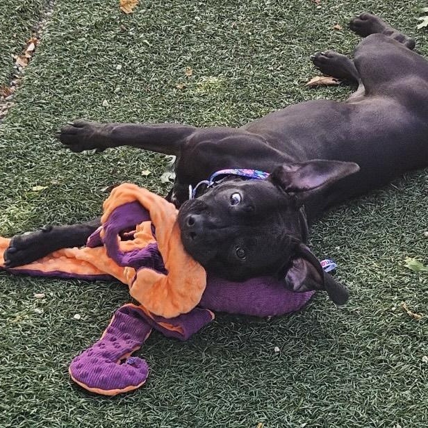 Enlarge Quinta, a Adoptable mixed breed in Medfield, MA image 4/6