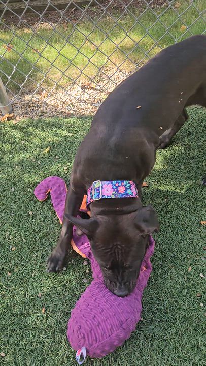 Enlarge Quinta, a Adoptable mixed breed in Medfield, MA video 5/6