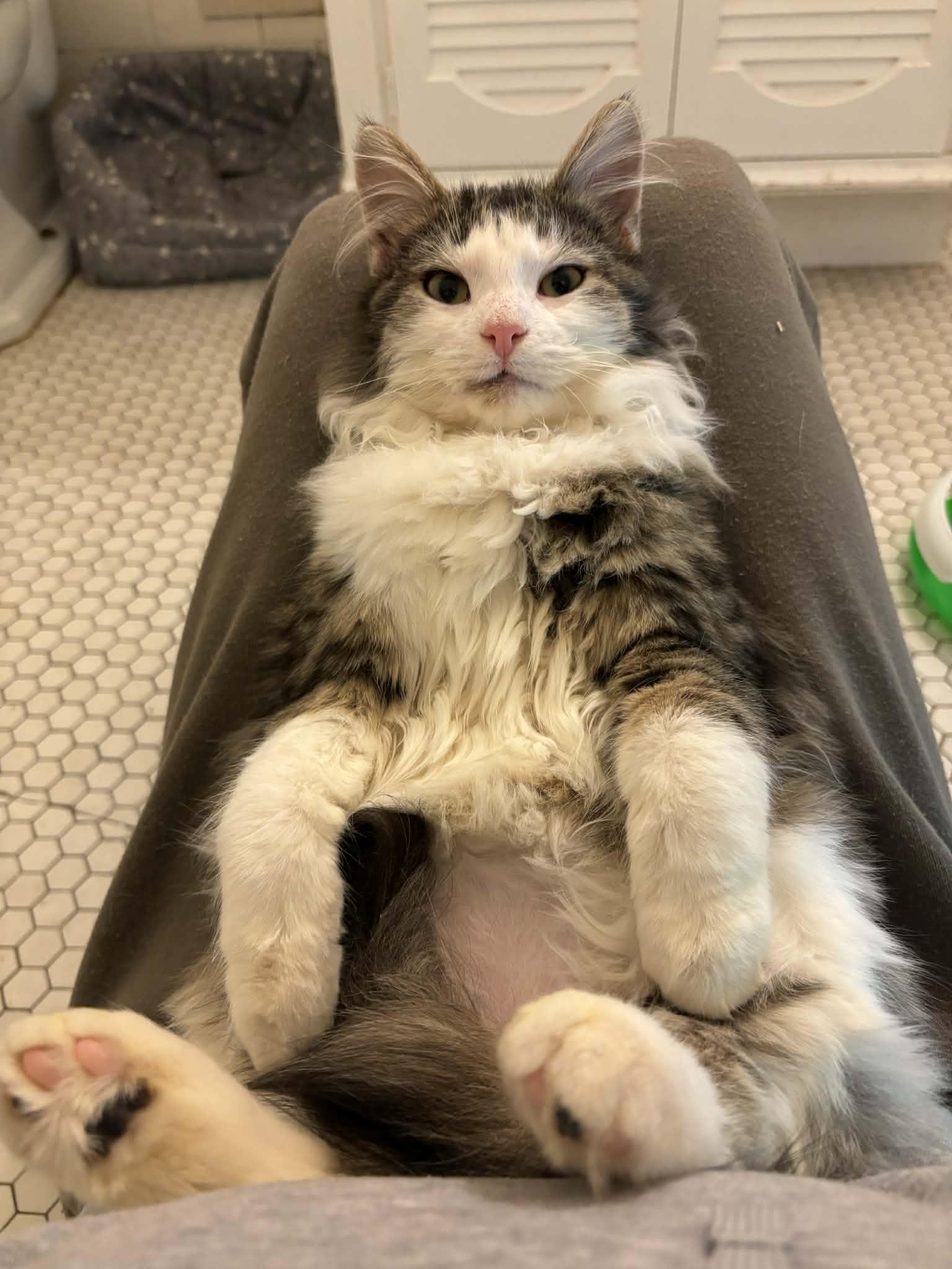 Enlarge Davis, an adopted Domestic Long Hair in Pittsburgh, PA image 3/6