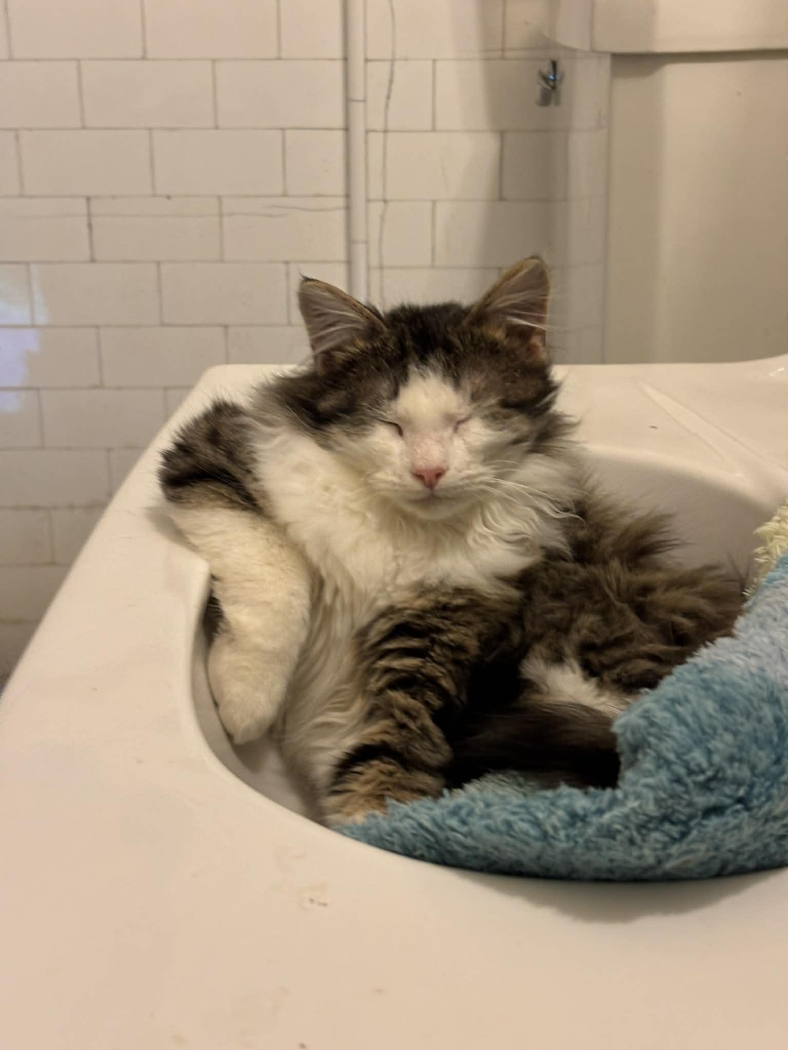 Enlarge Davis, an adopted Domestic Long Hair in Pittsburgh, PA image 4/6